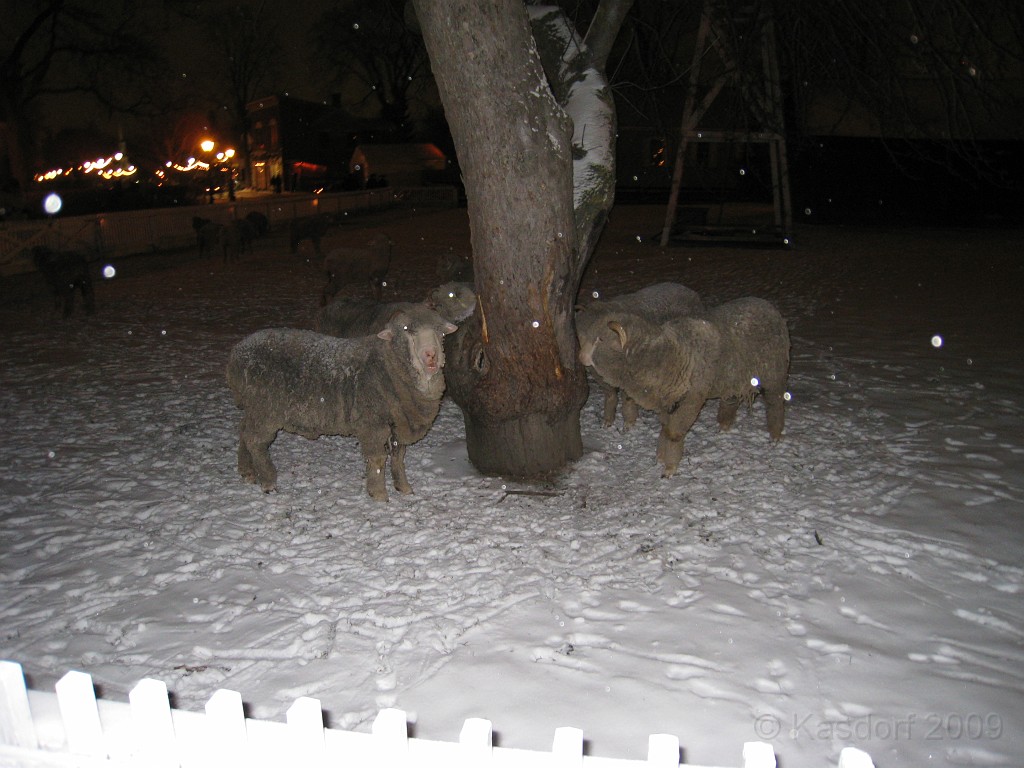 Henry Ford Christmas 2009 011.jpg - The sheep don't seem to mind the cold, and really enjoy chewing on this tree.
